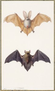 Pipistrello dalle lunghe orecchie e pipistrello comune