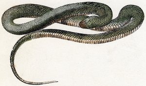 Naja (serpente) - "L