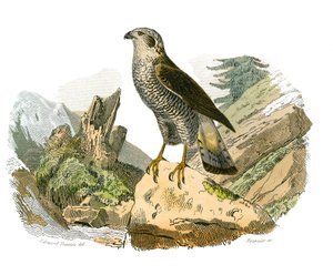 Storia naturale: Tavola zoologica rappresentante uccelli rapaci notturni. Tavola tratta dai nove volumi sugli uccelli in 