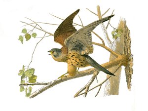 Tavola di storia naturale: Tavola zoologica che rappresenta uccelli rapaci notturni. Il gufo. Tavola tratta dai nove volumi sugli uccelli in "Opere complete di Buffon" scritte dal naturalista Georges Louis Leclerc, Conte di Buffon (1707-1788) tra il 1749 e da Edouard Travies