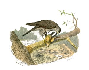 Tavola di storia naturale: Tavola zoologica che rappresenta gli uccelli rapaci notturni. Il falco. Tavola tratta dai nove volumi sugli uccelli in "Opere complete di Buffon" scritte dal naturalista Georges Louis Leclerc, Conte di Buffon (1707-1788)