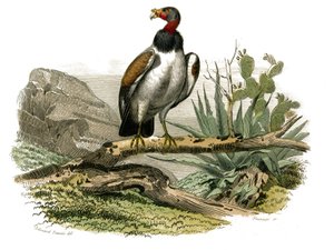 Tavola di storia naturale: Tavola zoologica che rappresenta uccelli rapaci notturni. Il piccolo avvoltoio. Tavola tratta dai nove volumi sugli uccelli in "Opere complete di Buffon" scritte dal naturalista Georges Louis Leclerc, Conte di Buffon (1707-1788)  da Edouard Travies