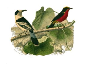 Tavola di storia naturale: tavola zoologica rappresentante uccelli rapaci notturni. Il vanga e il gonolek. Tavola tratta dai nove volumi sugli uccelli in 