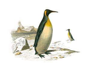 Tavola zoologica rappresentante uccelli palmipedi brachitteri. Il grande. Illustrazione tratta dai nove volumi sugli uccelli in 