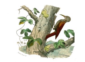 Tavola di Storia Naturale: Tavola zoologica che rappresenta arrampicatori. Il Picchio Arrampicatore. Tavola tratta dai nove volumi sugli uccelli in “Opere complete di Buffon” scritte dal naturalista Georges Louis Leclerc, Conte di Buffon (1707-1788) tra il
