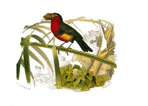 Tavola di storia naturale: Tavola zoologica che rappresenta gli arrampicatori. Il barbican. Tavola tratta dai nove volumi sugli uccelli in 