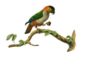 Tavola di storia naturale: Tavola zoologica che rappresenta arrampicatori. Il maipouri. Piatto tratto dai nove volumi sugli uccelli in "Opere complete di Buffon" scritte dal naturalista Georges Louis Leclerc, Conte di Buffon da Edouard Travies