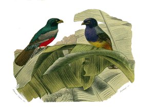 Tavola di storia naturale: Tavola zoologica che rappresenta arrampicatori. Il ventre rosso e il ventre giallo. Tavola tratta dai nove volumi sugli uccelli in "Opere complete di Buffon" scritte dal naturalista Georges Louis Leclerc, Conte di Buffon da Edouard Travies