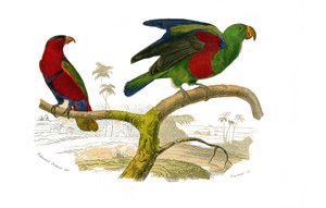 Tavola di storia naturale: Tavola zoologica che rappresenta i rampicanti. Il lori tricolore e il pappagallo verde. Tavola tratta dai nove volumi sugli uccelli in "Opere complete di Buffon" scritte dal naturalista Georges Louis Leclerc, Conte di Buffon (170