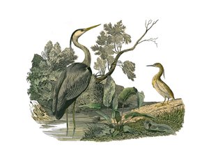 Tavola zoologica rappresentante uccelli acquatici e trampolieri cultrirostri: airone e granchio. Illustrazione tratta dai nove volumi sugli uccelli in 