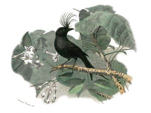 Tavola di storia naturale: Tavola zoologica che rappresenta i passeriformi dentirostrati (con becco incavato). Il drongo. Tavola tratta dai nove volumi sugli uccelli in "Opere complete di Buffon" scritte dal naturalista Georges Louis Leclerc, Conte di Buff da Edouard Travies