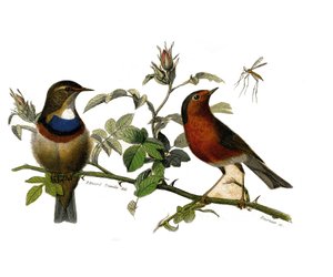 Tavola di storia naturale: Tavola zoologica che rappresenta passeriformi dentirostrous da Edouard Travies