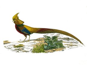 Tavola di storia naturale: Tavola zoologica che rappresenta i gallinacei: il fagiano dorato cinese. Tavola tratta dai nove volumi sugli uccelli in "Opere complete di Buffon" scritte dal naturalista Georges Louis Leclerc, Conte di Buffon (1707-1788) da Edouard Travies