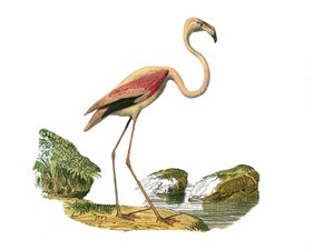 Tavola zoologica rappresentante trampolieri longirostri: fenicottero rosa. Illustrazione tratta dai nove volumi sugli uccelli in 