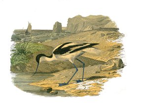 Tavola di storia naturale: tavola zoologica rappresentante trampolieri longirostri