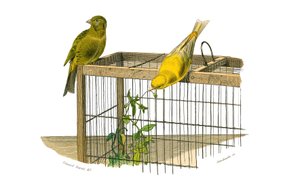 Tavola di storia naturale: Tavola zoologica che rappresenta i passeriformi conirostrati (becco conico). Le Canarie. Tavola tratta dai nove volumi sugli uccelli in "Opere complete di Buffon" scritte dal naturalista Georges Louis Leclerc, Conte di Buffon (17 da Edouard Travies