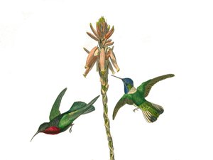 Tavola di storia naturale: Tavola zoologica che rappresenta passeriformi con becco conico. Colibrì granato e uccello mosca Jacobine. Tavola tratta dai nove volumi sugli uccelli in "Opere complete di Buffon" scritte dal naturalista Georges Louis Leclerc