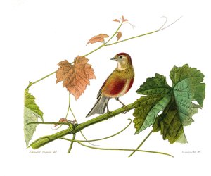Tavola di storia naturale: Tavola zoologica che rappresenta i passeriformi conirostrati (becco conico). La linotte. Tavola tratta dai nove volumi sugli uccelli in 
