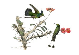 Tavola zoologica rappresentante passeriformi conirostri. L