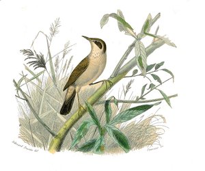 Tavola di storia naturale: Tavola zoologica che rappresenta passeriformi con becco conico. Il cardellino. Tavola tratta dai nove volumi sugli uccelli in "Opere complete di Buffon" scritte dal naturalista Georges Louis Leclerc, Conte di Buffon (1707-1788) da Edouard Travies