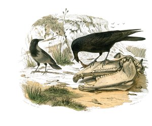 Tavola di storia naturale: Tavola zoologica che rappresenta passeriformi con becco conico. Il corvo. Tavola tratta dai nove volumi sugli uccelli in "Opere complete di Buffon" scritte dal naturalista Georges Louis Leclerc, Conte di Buffon (1707-1788) da Edouard Travies