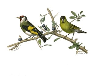 Tavola di storia naturale: tavola zoologica che rappresenta passeriformi conirostrati