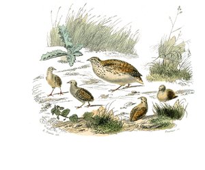 Tavola di storia naturale: Tavola zoologica che rappresenta i gallinacei: quaglia. Tavola tratta dai nove volumi sugli uccelli in "Opere complete di Buffon" scritte dal naturalista Georges Louis Leclerc, Conte di Buffon (1707-1788) da Edouard Travies