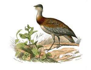 Tavola di storia naturale: Tavola zoologica che rappresenta i trampolieri: l