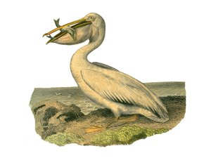 Tavola zoologica rappresentante totipalmi. Il pellicano bianco. Illustrazione tratta dai nove volumi sugli uccelli in 