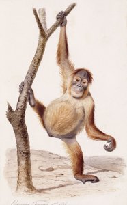 Orangutan, 1836 da Edouard Travies