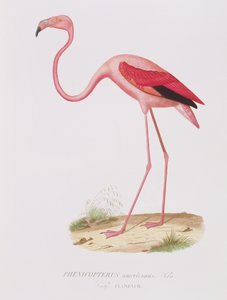 Phenicopterus americanus (Flamenco) inciso da Fournier, pub. da Bougeard da Edouard Travies