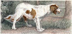 Spaniel (cane) - 