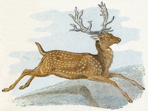 Cervo - "Alfabeto illustrato degli animali" XIX secolo (incisione) da Edouard Travies