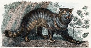 Gatto selvatico, 