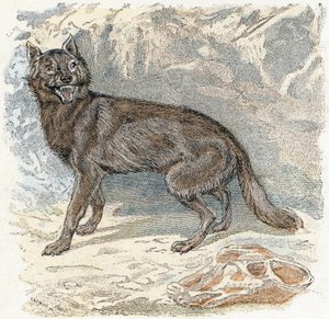 Lupo - 