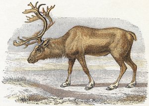 Alfabeto che illustra animali