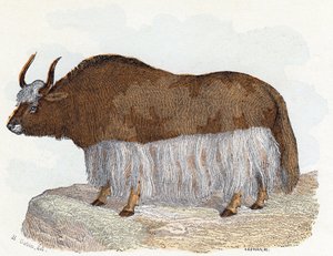 Yak - "Alfabeto illustrato degli animali" XIX secolo (incisione)