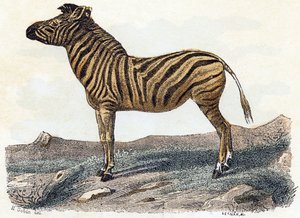 Zebra - 