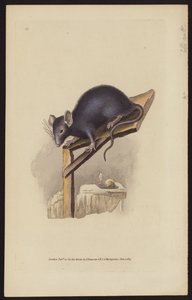 Ratto nero