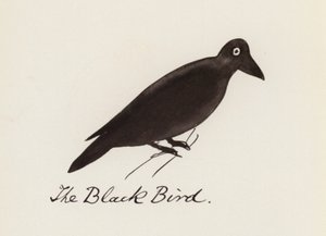 Il Libro degli Uccelli: L