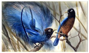 Uccello del paradiso blu
