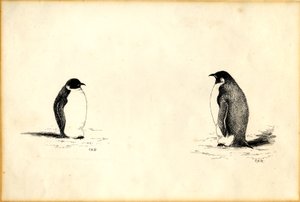 Pinguini imperatore