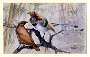 Re degli uccelli del paradiso, 1909