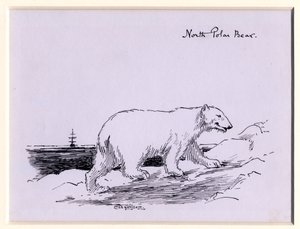 Orso polare, c.1905