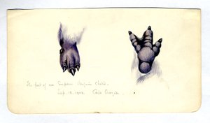 Due studi del piede di un pulcino di pinguino imperatore, 1901-04