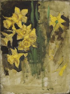 Narcisi