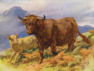 Mucca delle Highlands e vitello