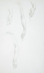 Studi di braccia e mani (recto); Studio di un busto femminile (verso)