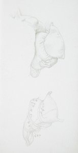 Studi sui cuscini da Edward Burne-Jones