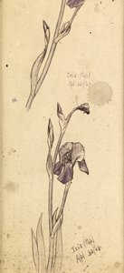 Iris da Edward Burne Jones